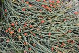 genus Ephedra. Ветви с шишикоягодами. Иркутская обл., Ольхонский р-н, окр. с. Сахюрта, Тутайский залив оз. Байкал, береговой склон, степь. 13.07.2019.