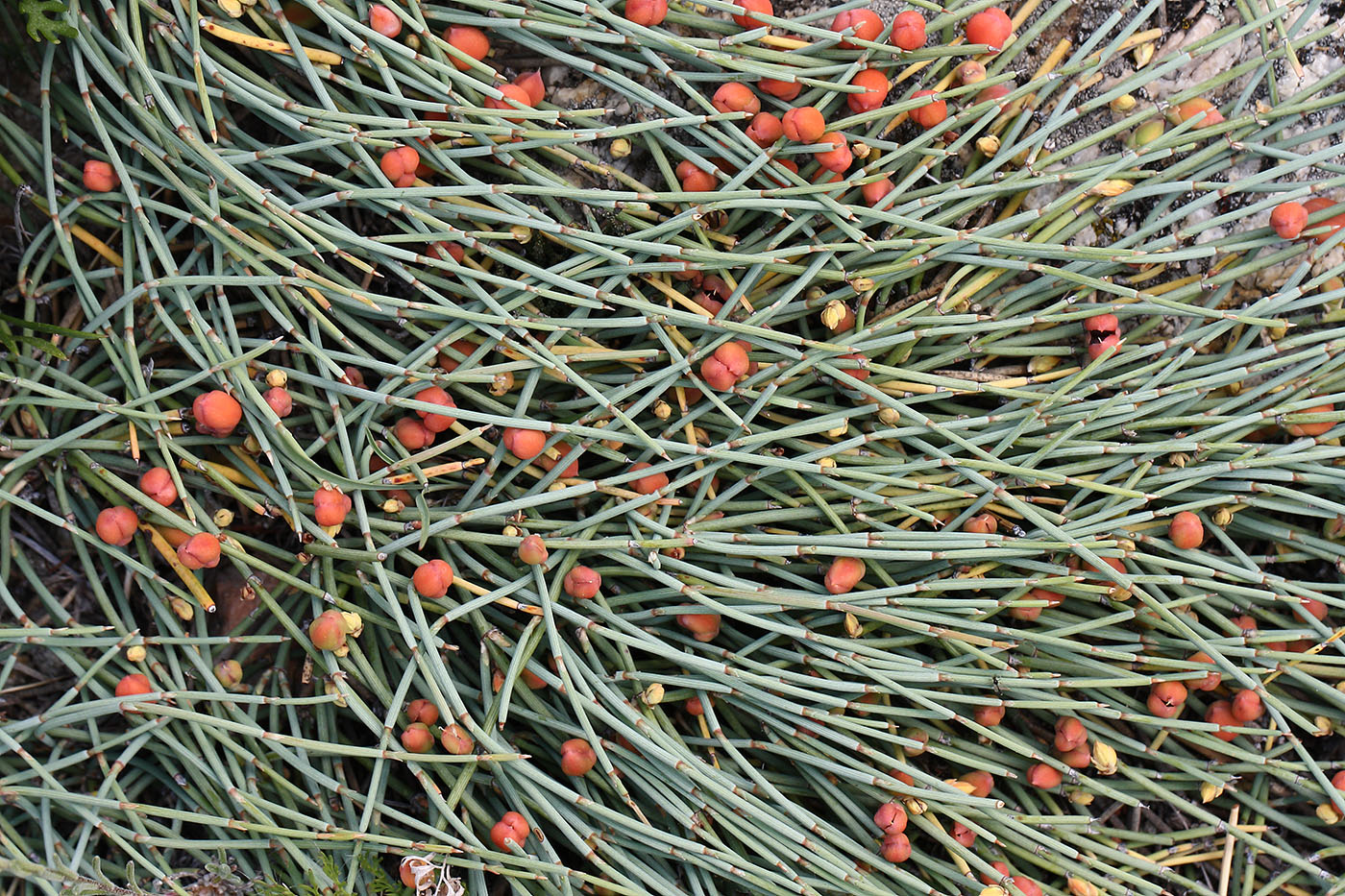 Image of genus Ephedra specimen.