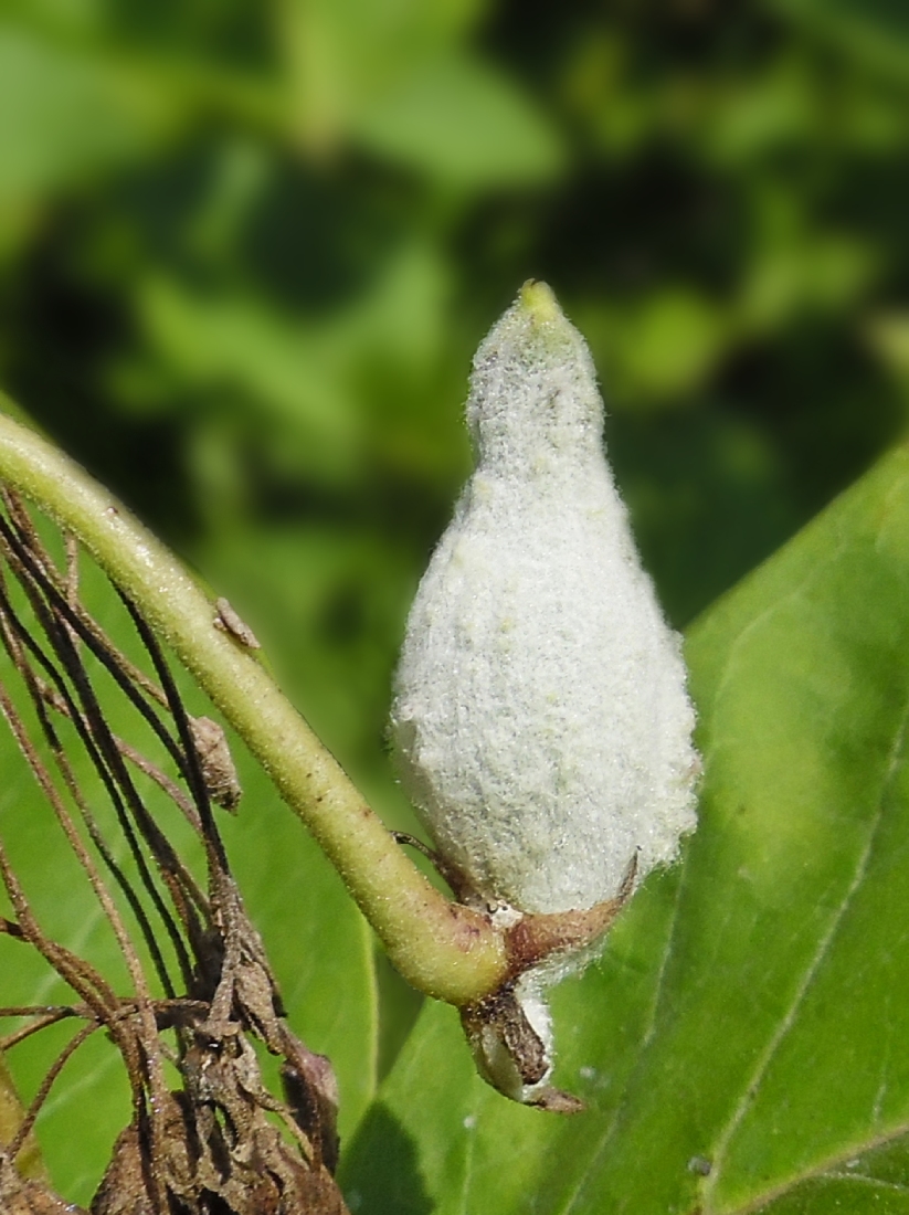 Image of Asclepias syriaca specimen.