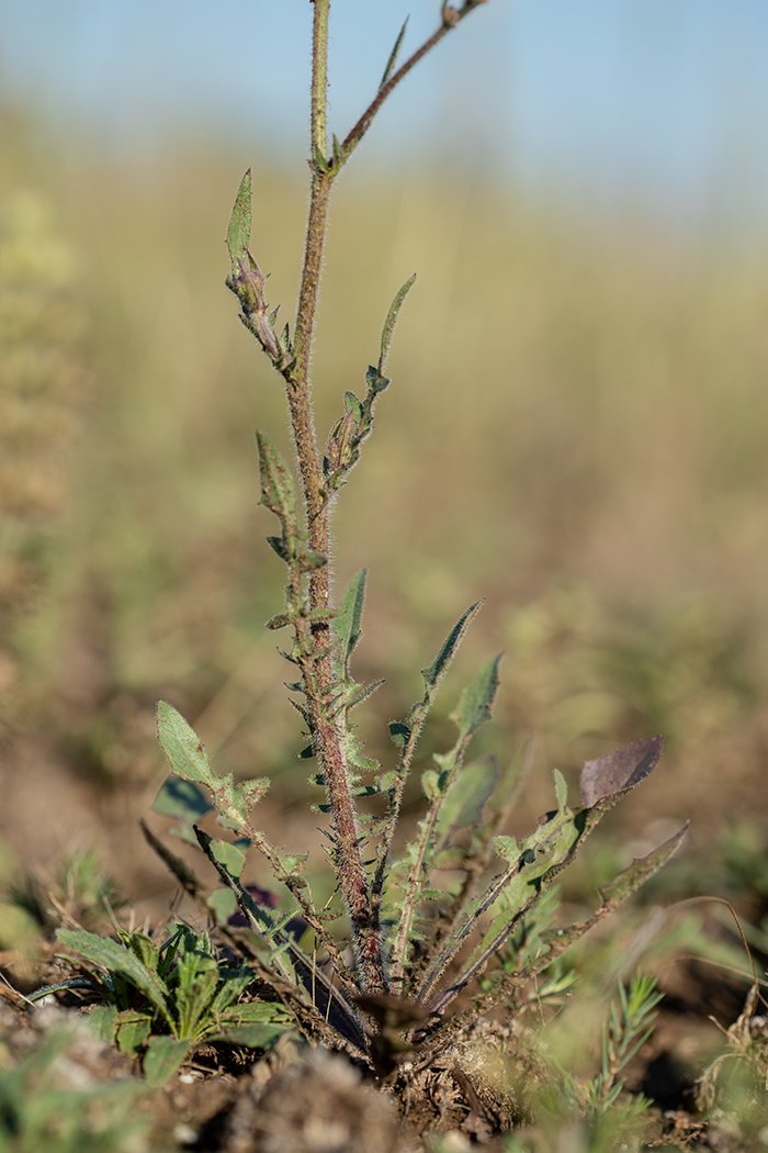 Изображение особи Crepis rhoeadifolia.