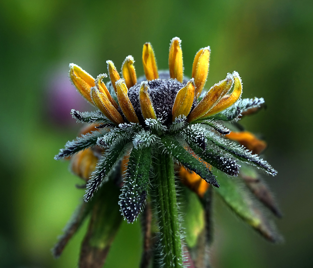 Image of Rudbeckia hirta specimen.