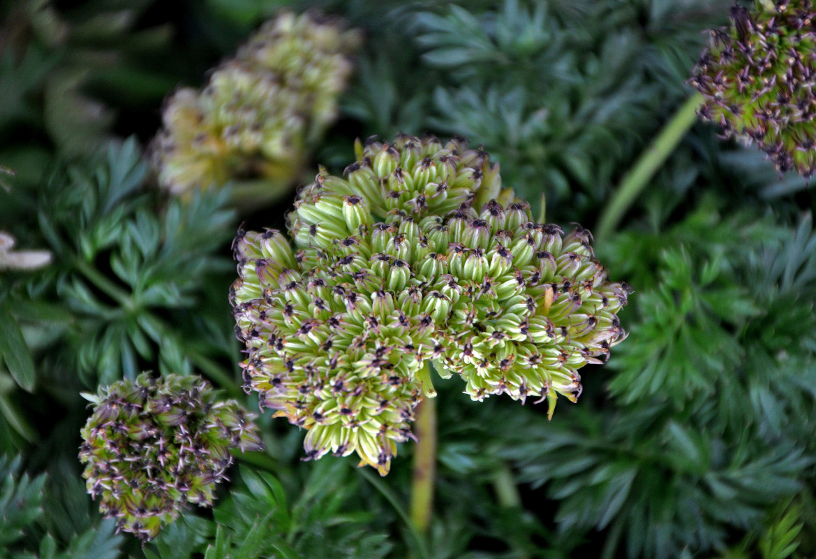 Изображение особи Pachypleurum alpinum.