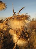 Cirsium vulgare. Соплодие. Тамбовская обл., Петровский р-н, окр. с. Покровское, берег ручья. 16.10.2019.