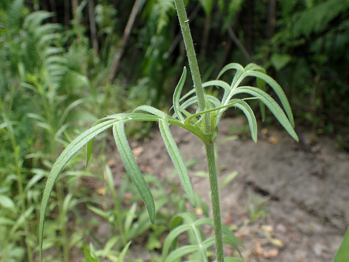 Image of Knautia arvensis specimen.
