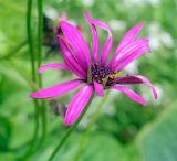 Dimorphotheca ecklonis. Соцветие. Пермский край, г. Пермь, Свердловский р-н, ул. Революции, клумба у дома № 18. 30.09.2019.