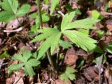 Ranunculus subborealis. Прикорневой лист. Свердловская обл., окр. г. Североуральск, елово-лиственнично-сосновый лес. 09.06.2015.