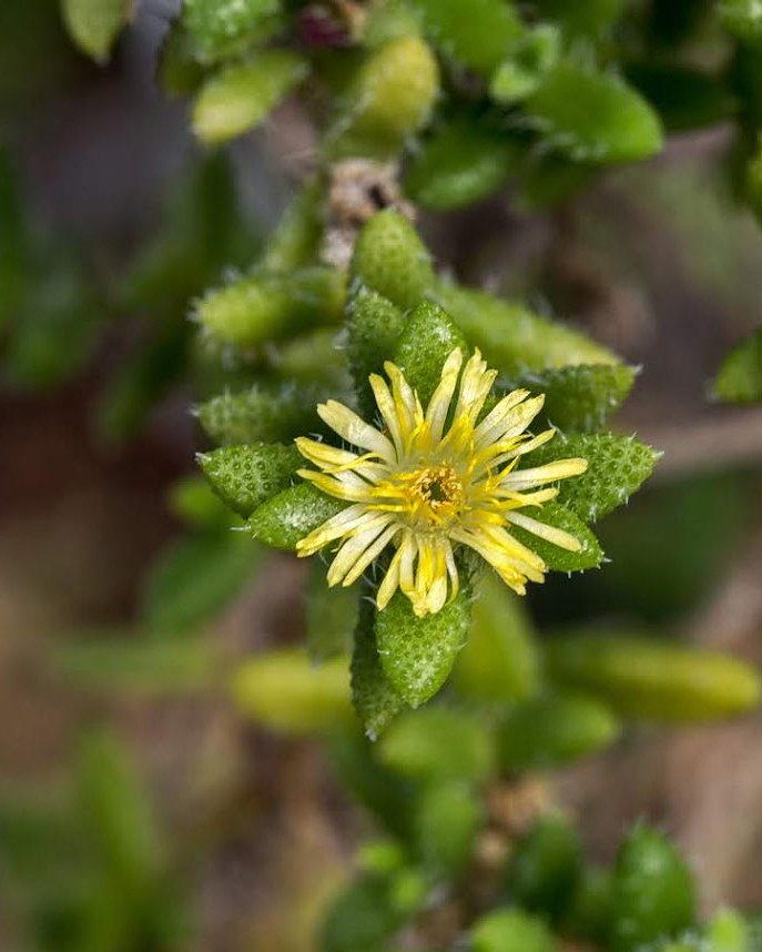 Image of Delosperma echinatum specimen.