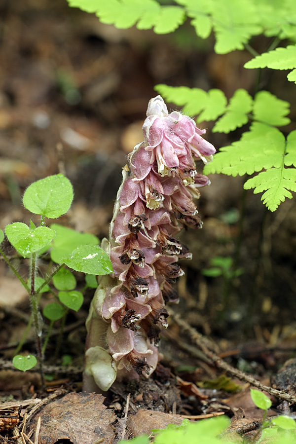 Image of Lathraea squamaria specimen.