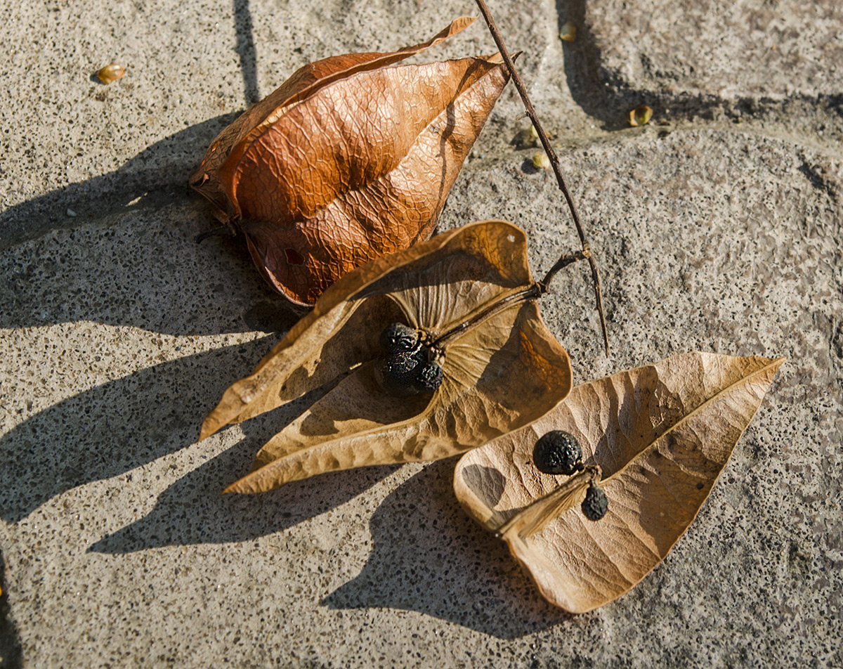 Image of Koelreuteria paniculata specimen.