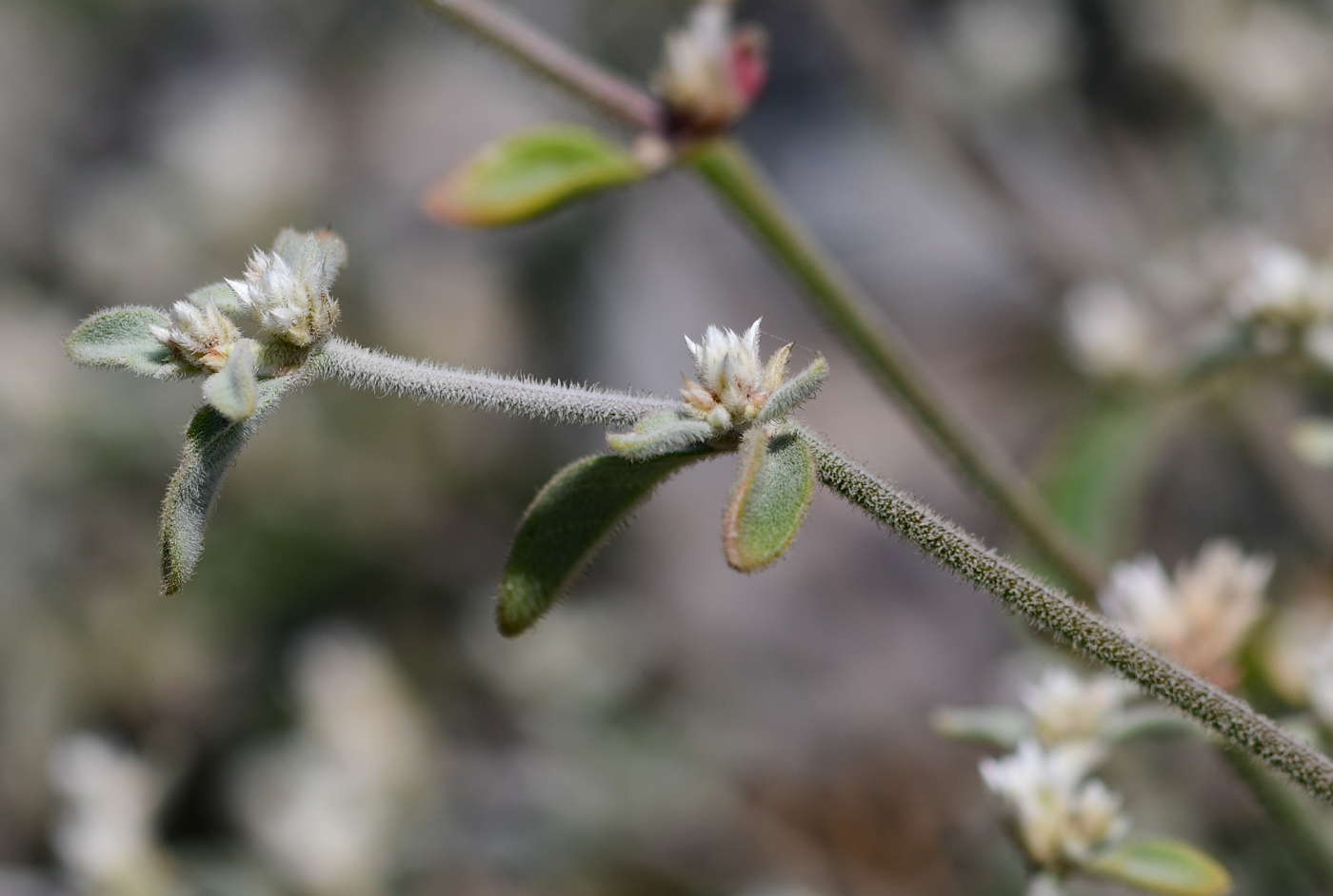 Image of Alternanthera halimifolia specimen.