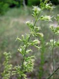 Silene eugeniae