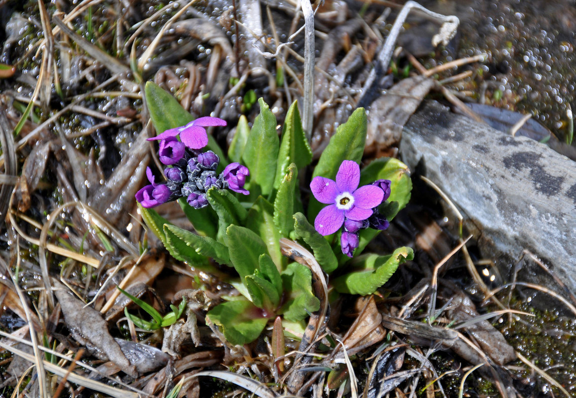 Изображение особи Primula nivalis.