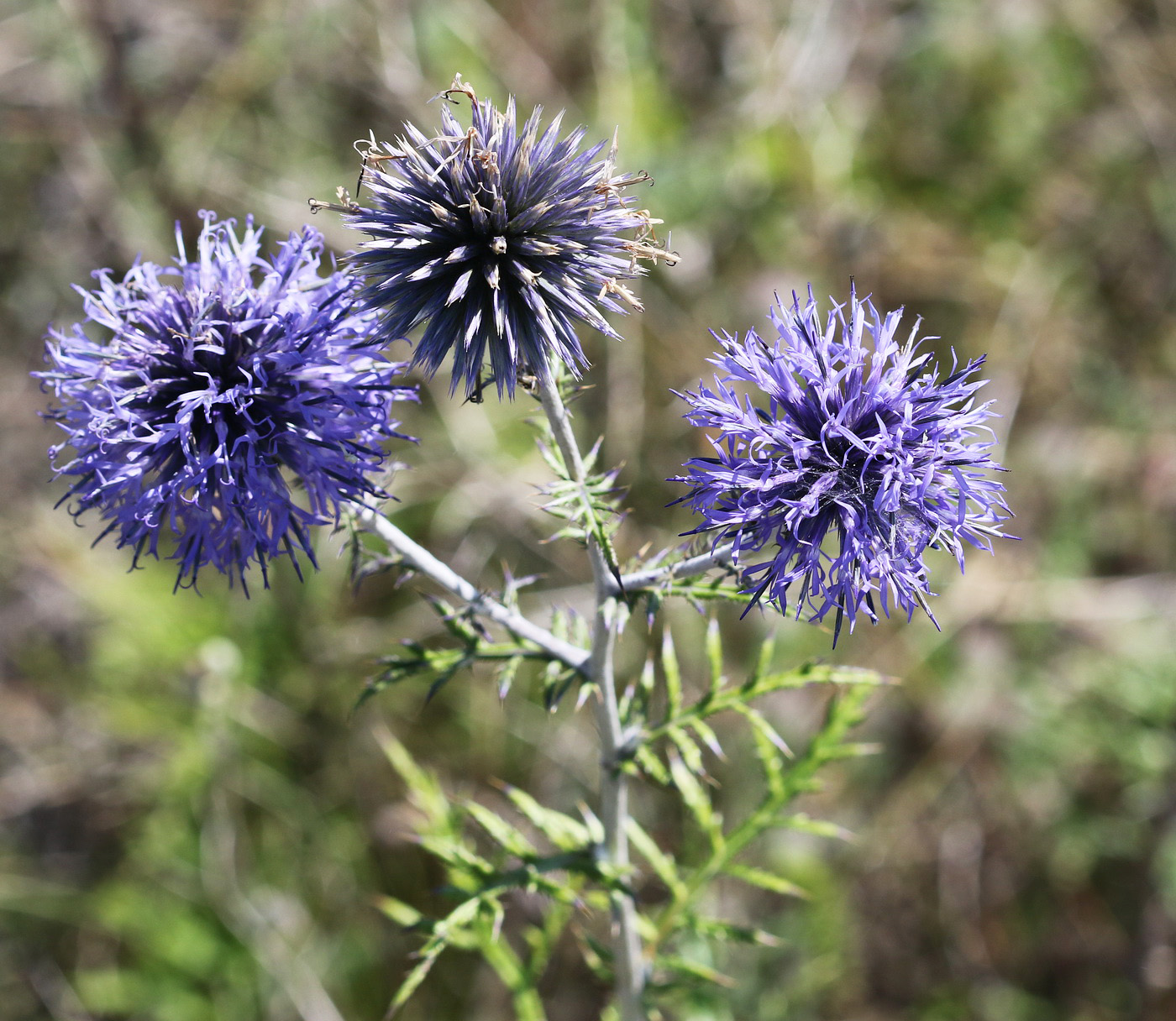 Image of Echinops biebersteinii specimen.
