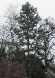 Pinus pallasiana. Взрослое дерево. Украина, г. Львов, дендропарк НЛТУ, у смотровой площадки, в культуре. 05.01.2020.