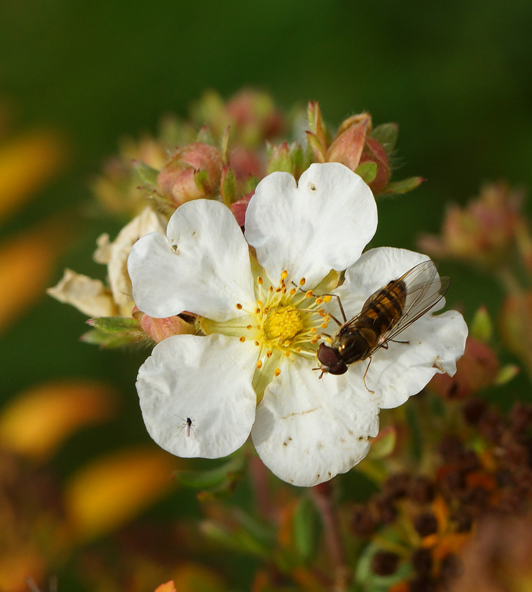 Изображение особи Dasiphora fruticosa.