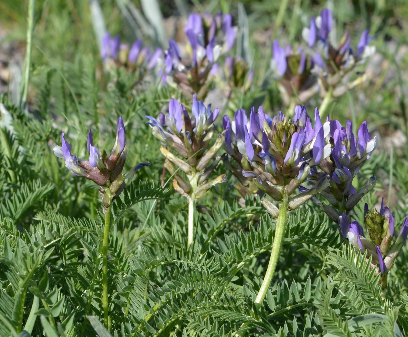 Image of Astragalus adsurgens specimen.