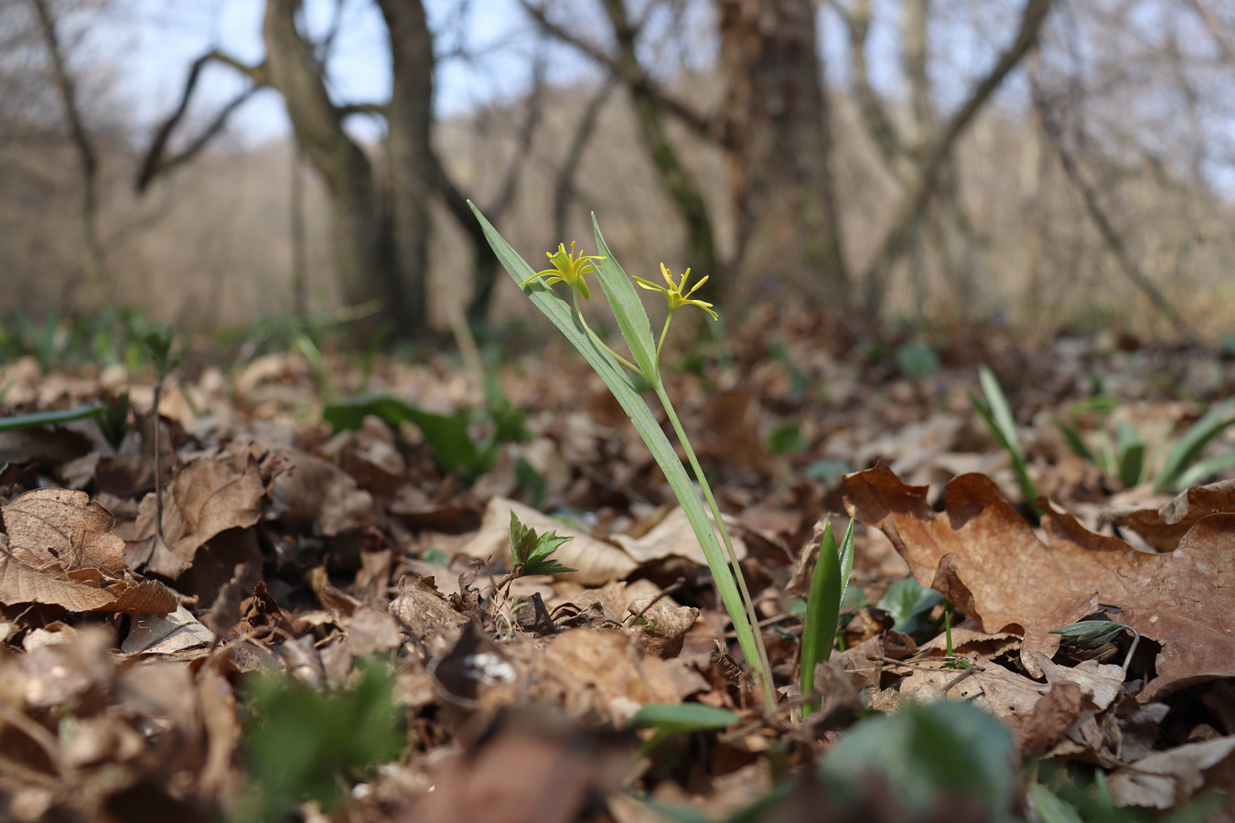 Image of Gagea lutea specimen.