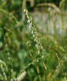 Elytrigia repens