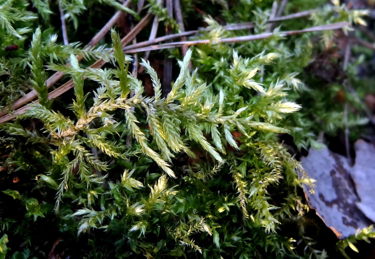 Image of Cirriphyllum piliferum specimen.