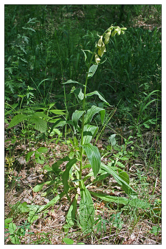 Image of Digitalis grandiflora specimen.