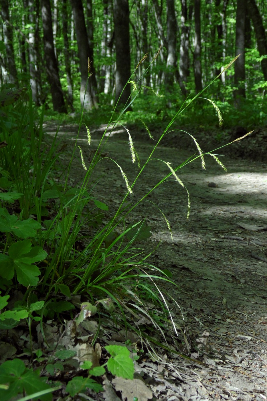 Изображение особи Carex sylvatica.