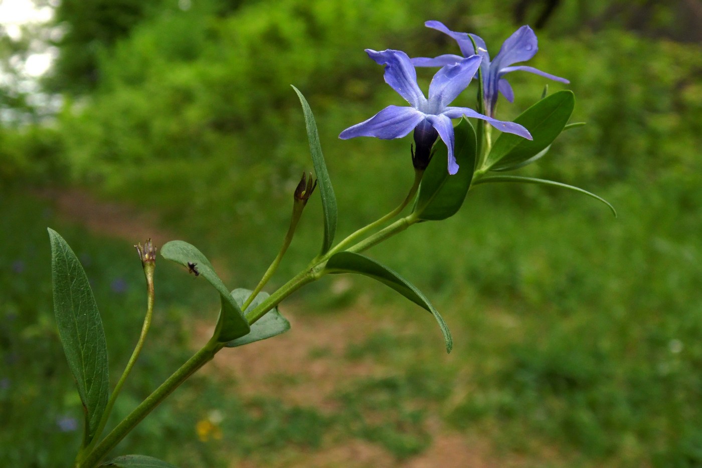 Image of Vinca herbacea specimen.