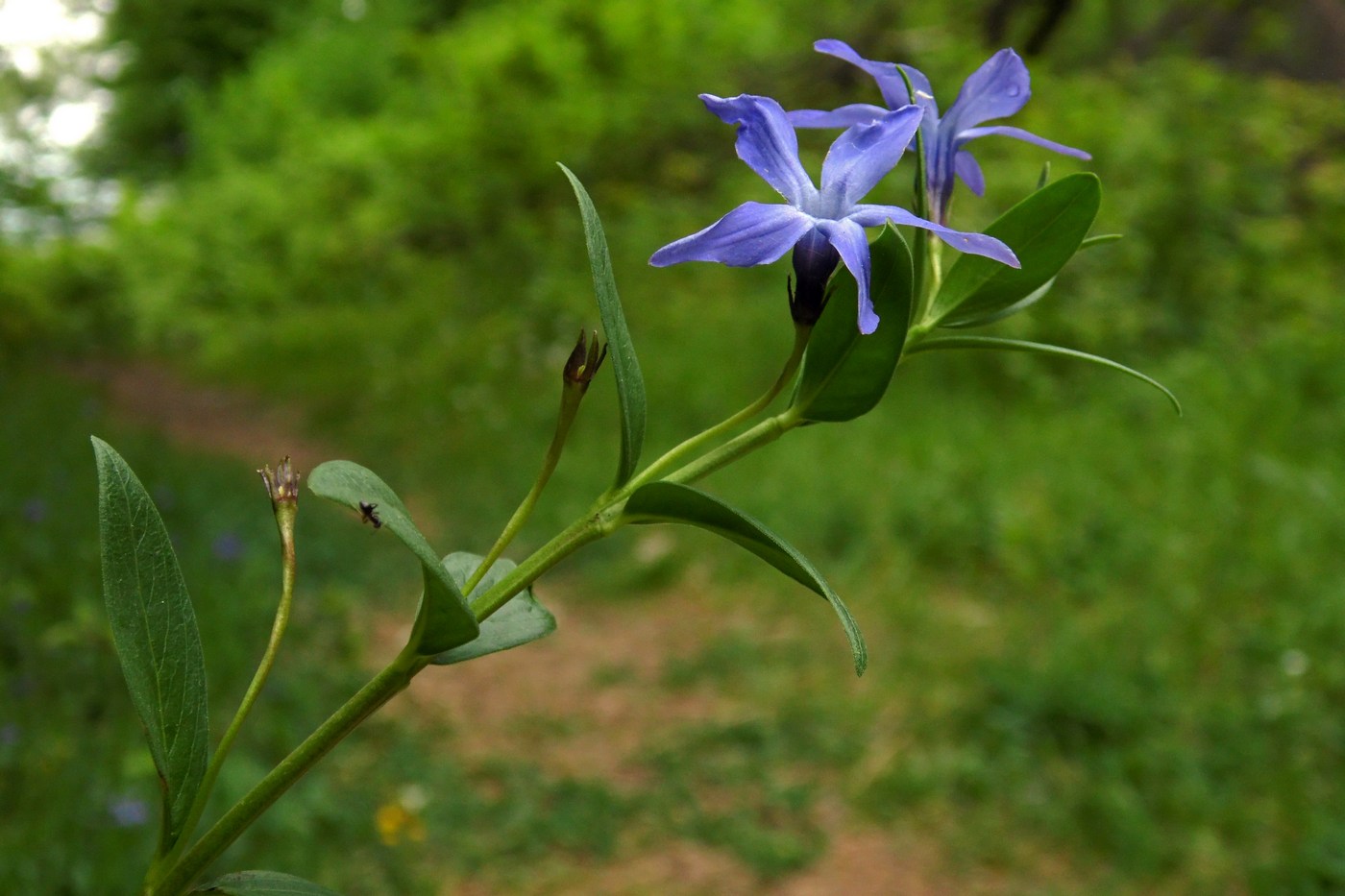 Изображение особи Vinca herbacea.