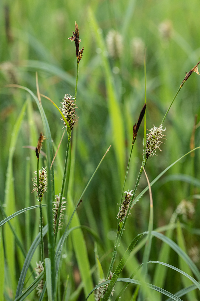 Image of Carex melanostachya specimen.