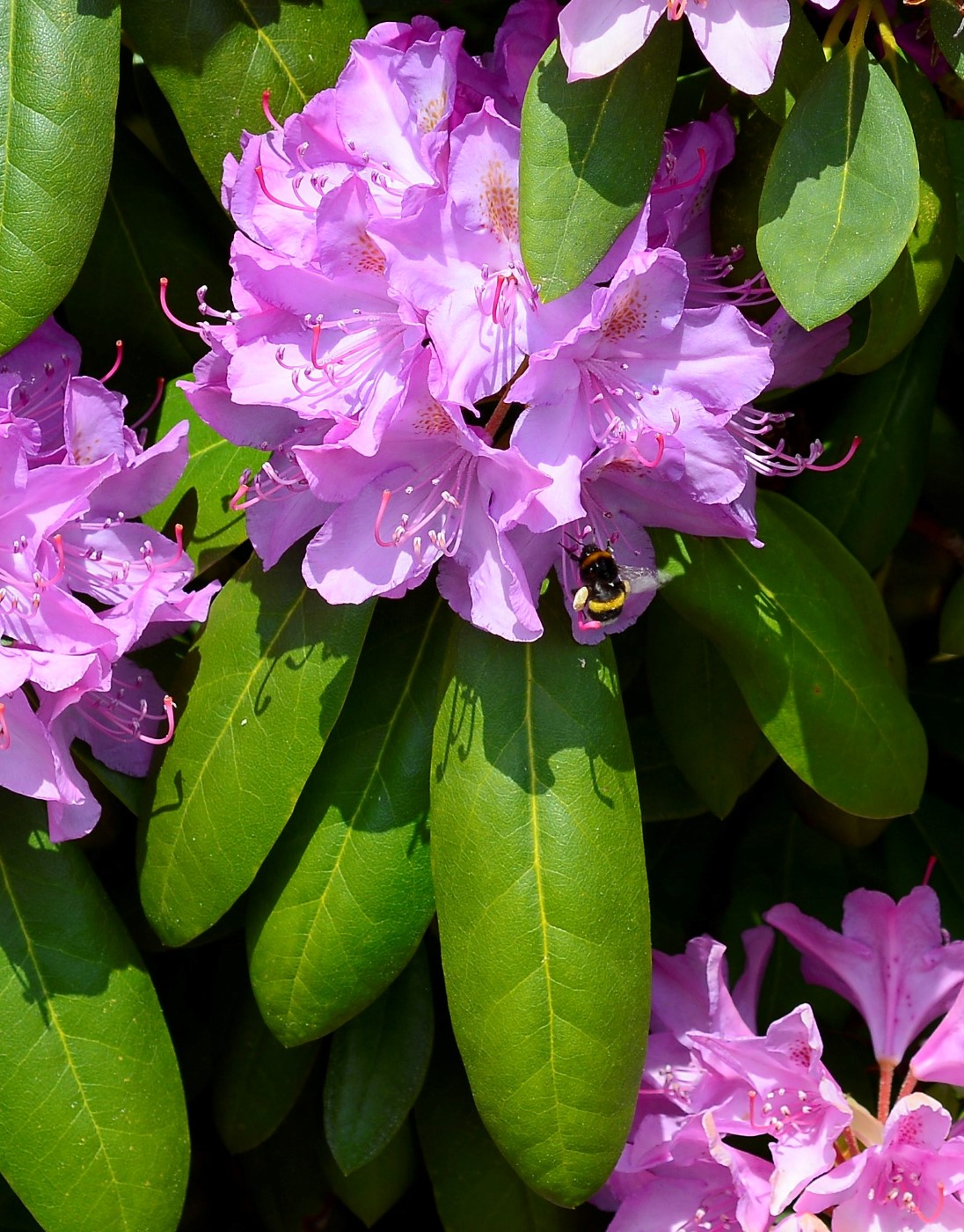 Изображение особи Rhododendron ponticum.