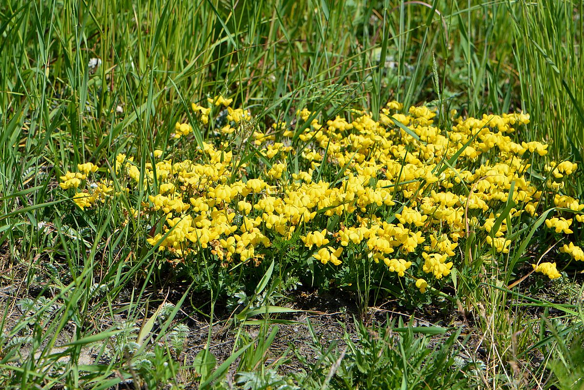 Изображение особи Lotus corniculatus.