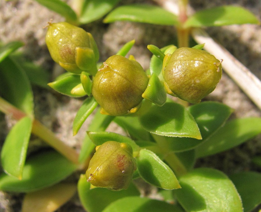 Изображение особи Honckenya peploides ssp. diffusa.