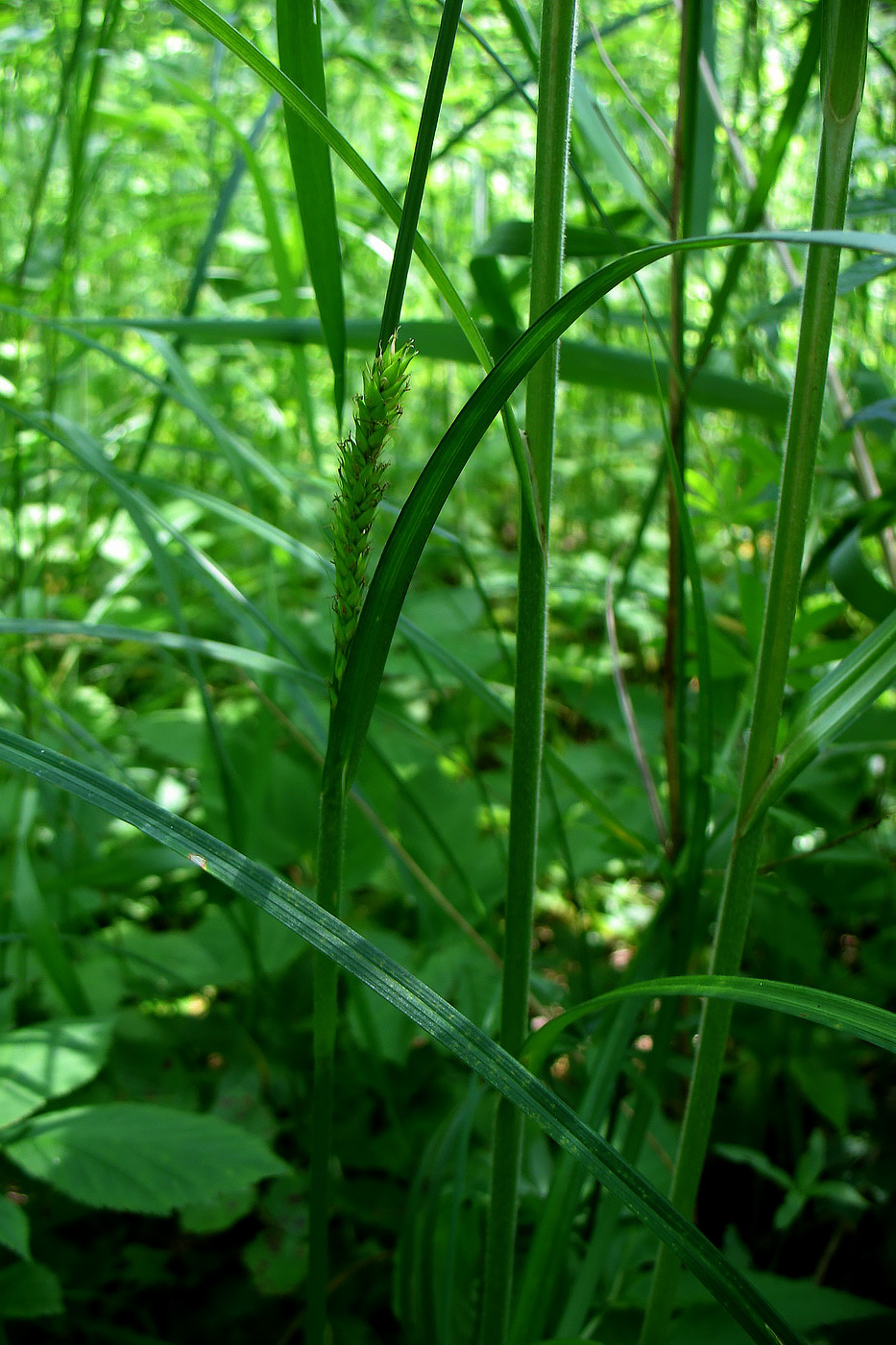 Image of Carex atherodes specimen.