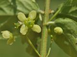 Euonymus sacrosanctus