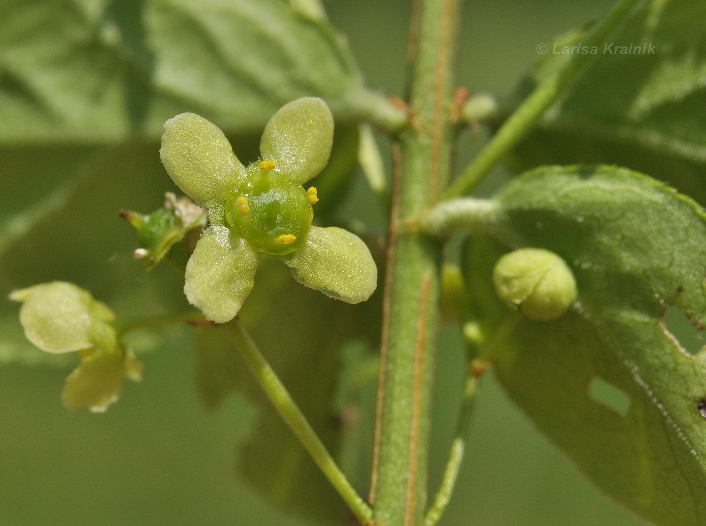 Image of Euonymus sacrosanctus specimen.