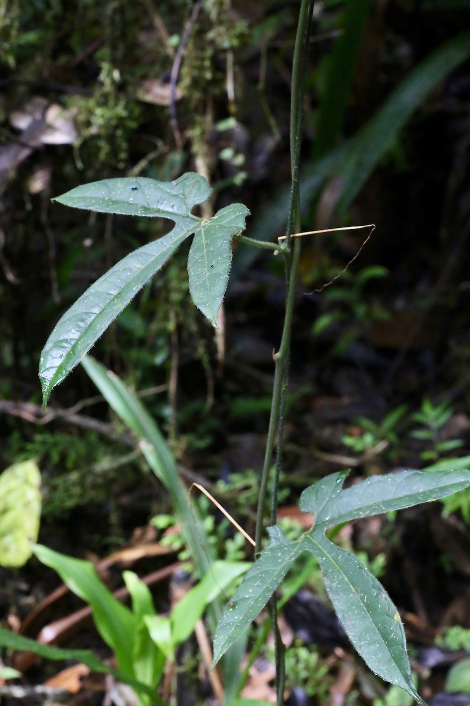 Image of Passiflora vitifolia specimen.