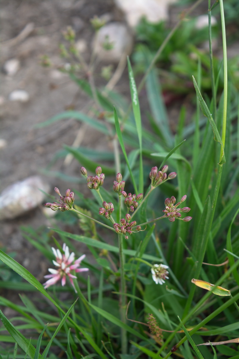 Image of Seseli alpinum specimen.