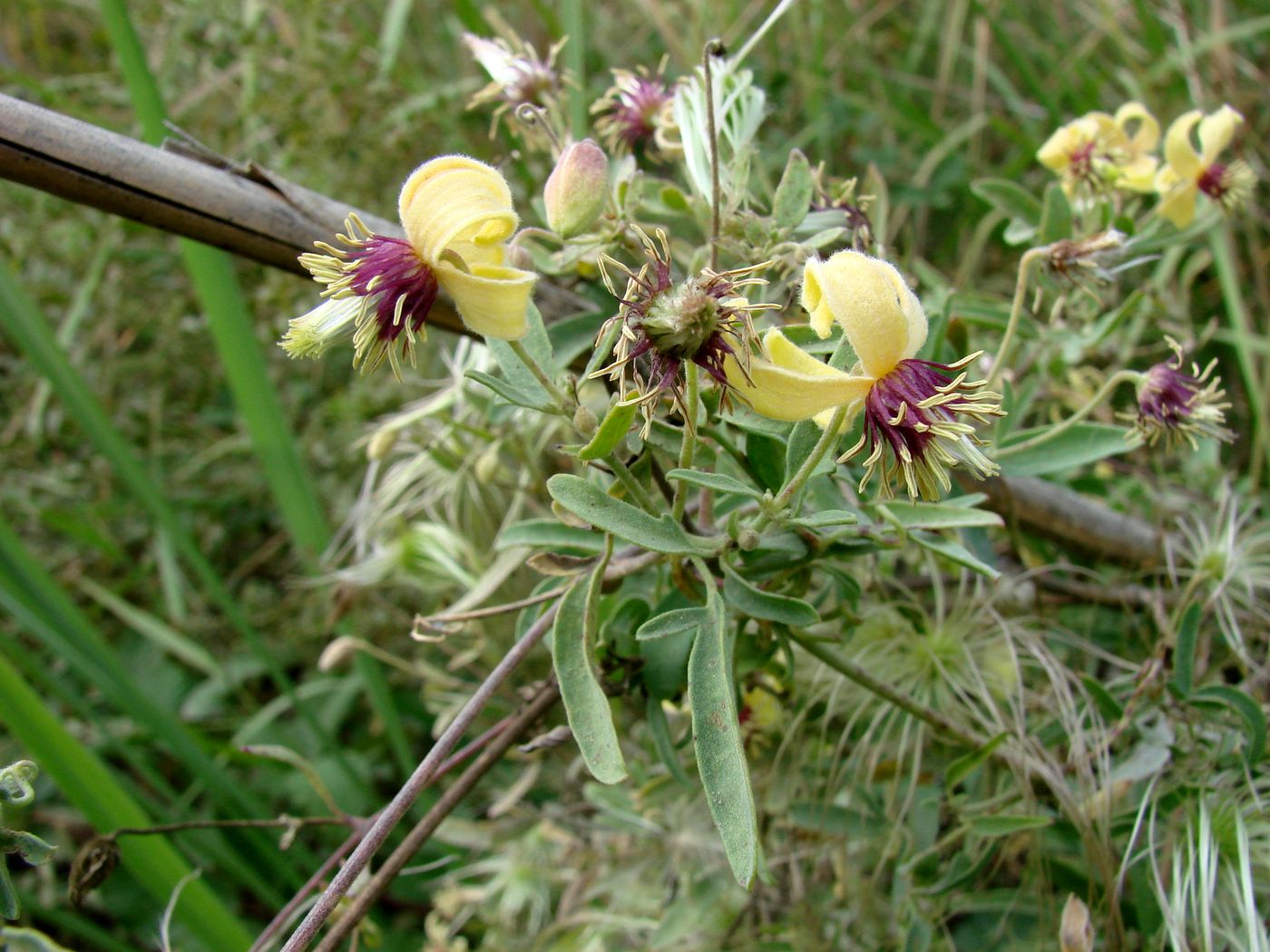 Изображение особи Clematis orientalis.