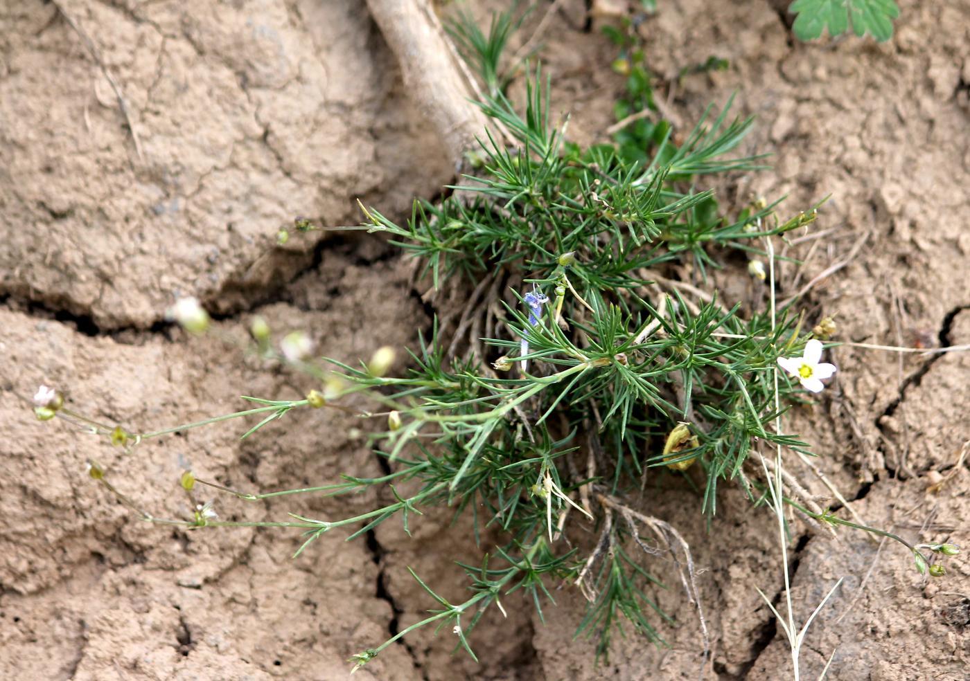 Image of Eremogone griffithii specimen.