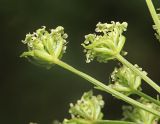 Cnidium dauricum
