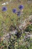 Echinops biebersteinii