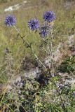 Echinops ruthenicus