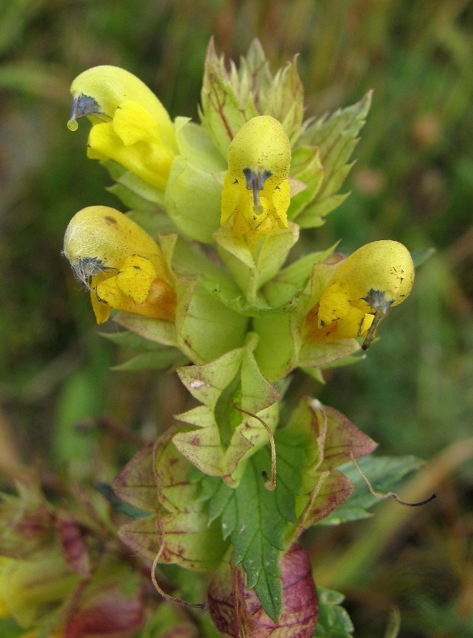 Изображение особи Rhinanthus serotinus.