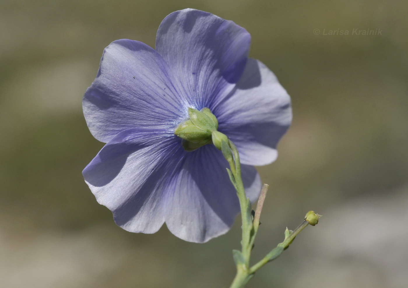 Изображение особи Linum squamulosum.