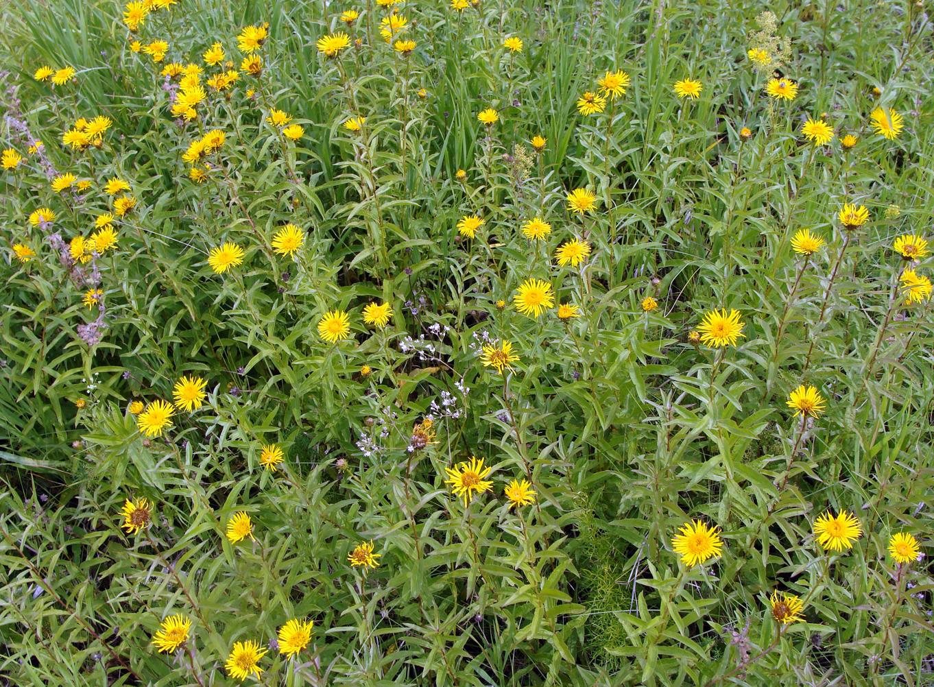 Image of Inula salicina specimen.