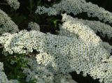Spiraea × cinerea
