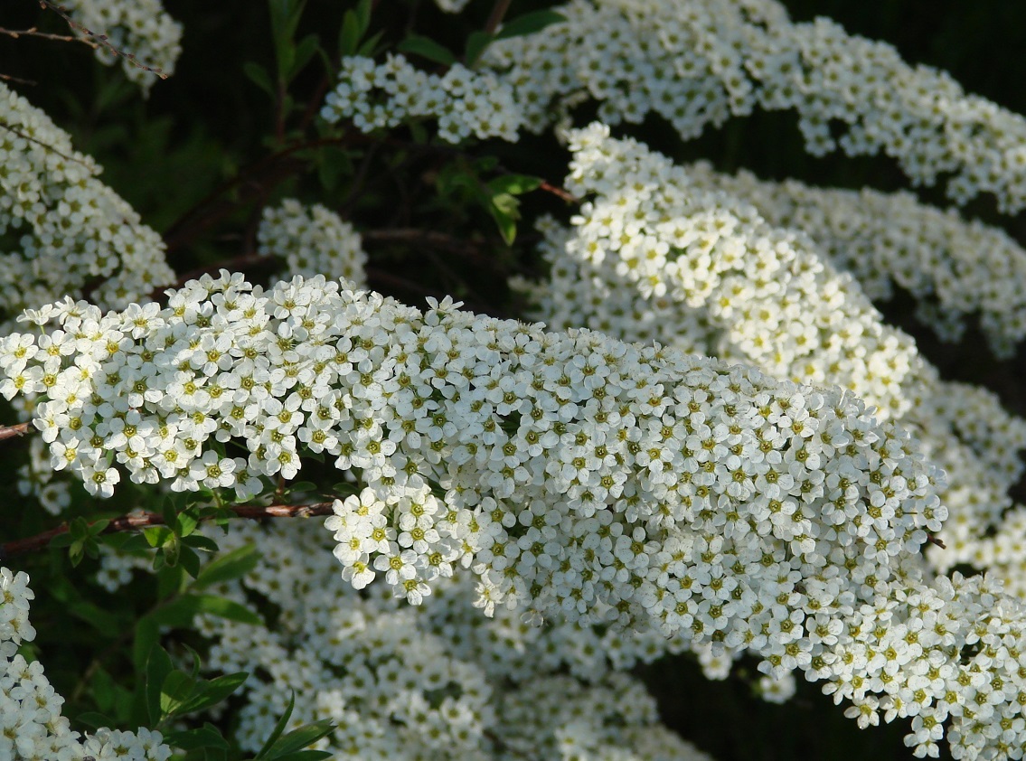 Image of Spiraea &times; cinerea specimen.