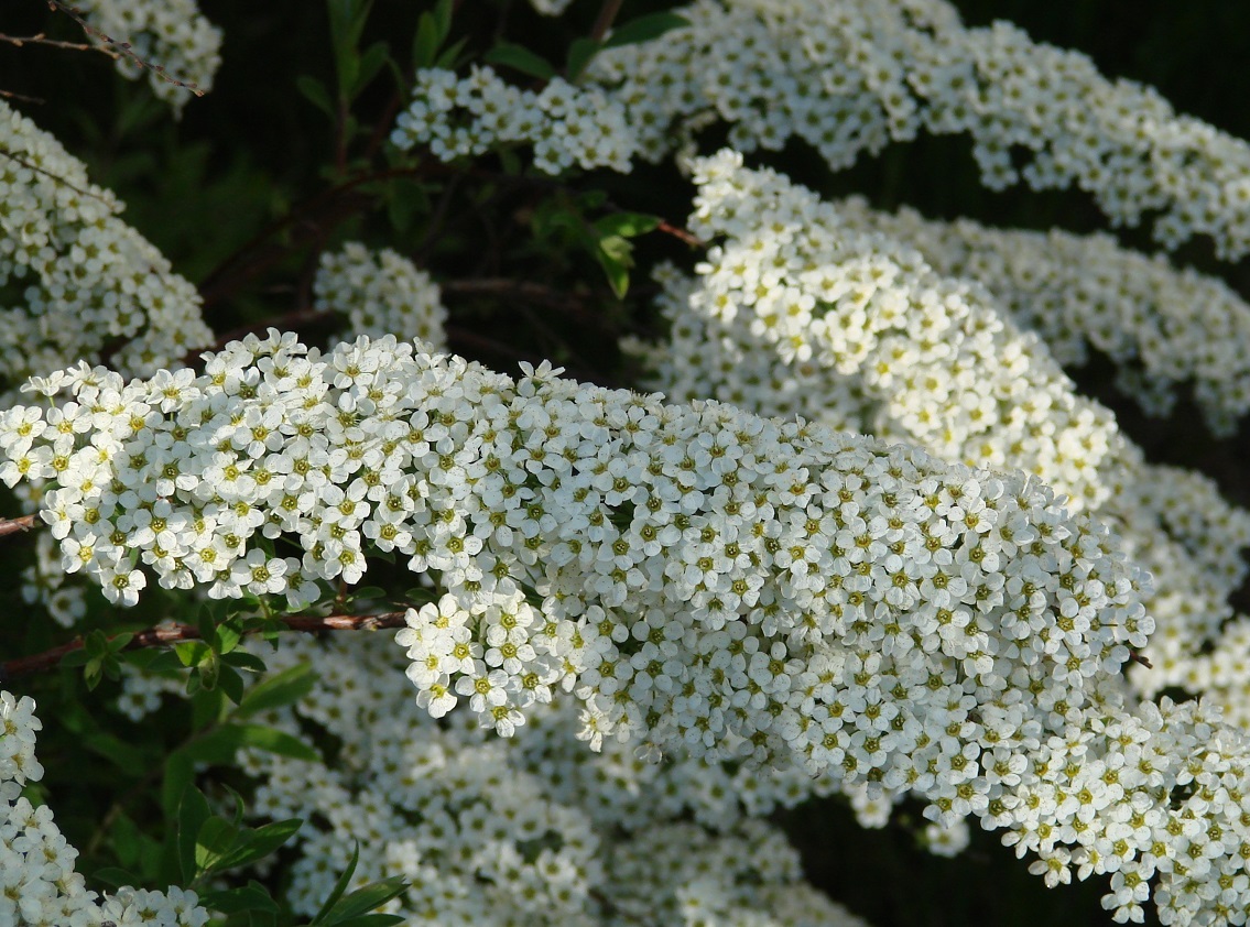 Изображение особи Spiraea &times; cinerea.