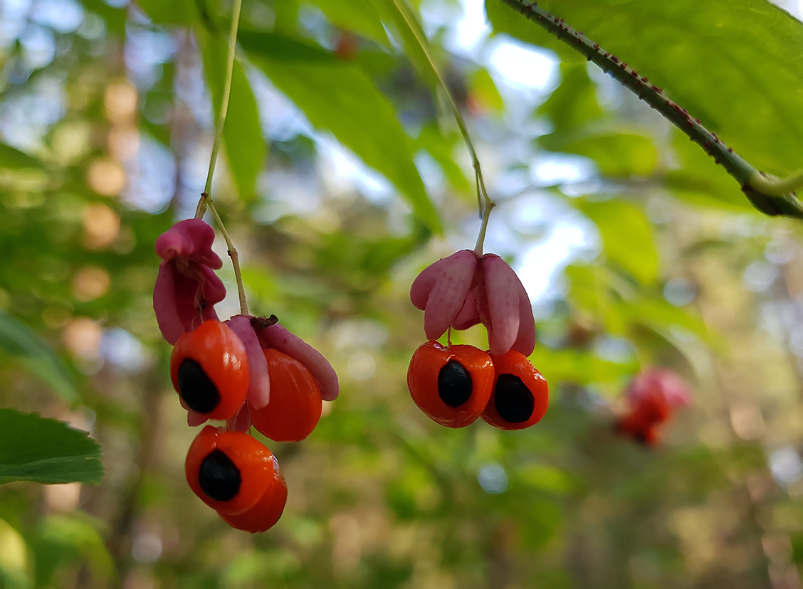 Image of Euonymus verrucosus specimen.