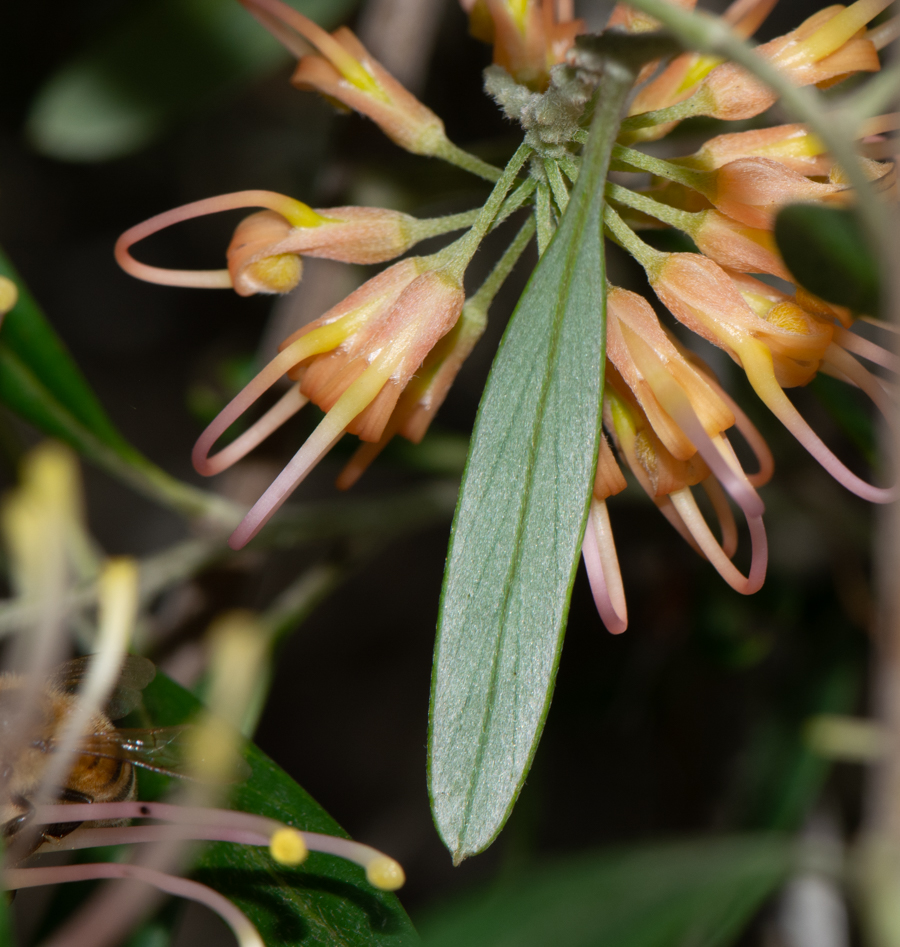 Image of Grevillea olivacea specimen.