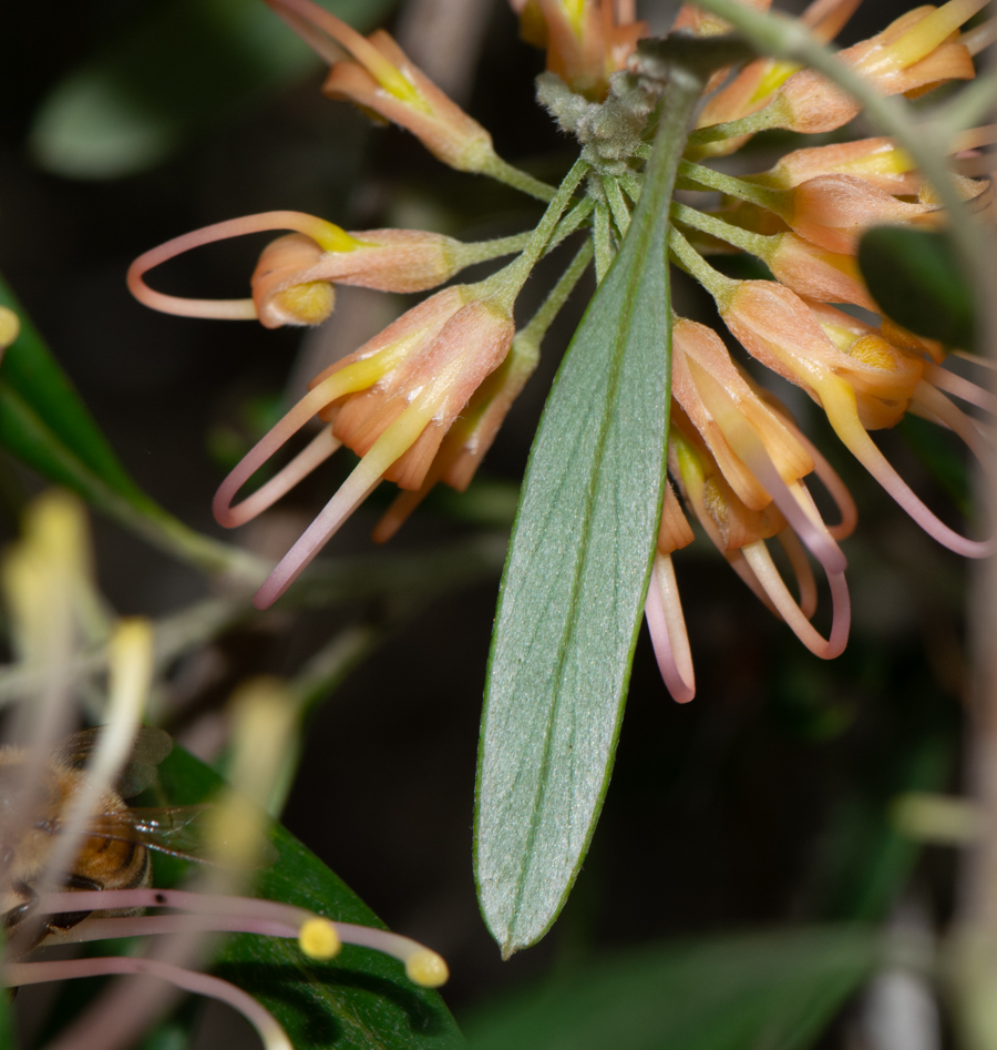 Изображение особи Grevillea olivacea.